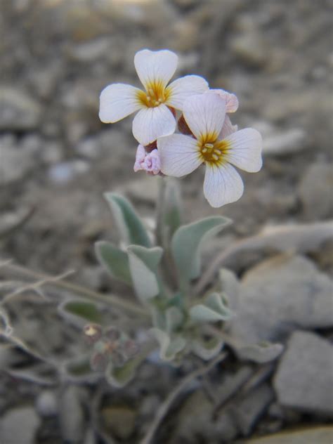 The Texas Perimeter Hike Flowers Of The Guadalupe Mountains