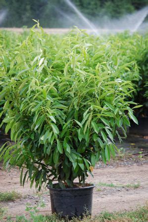 Produces fragrant white flowers in early spring. Skip Laurel Prunus laurocerasus 'Schipkaensis' from Van ...
