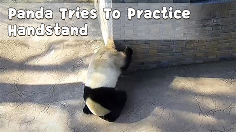 Panda Tries To Practice Handstand Ipanda Youtube