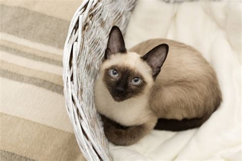 Maybe you would like to learn more about one of these? These Are the Best Hypoallergenic Cat Breeds for People ...