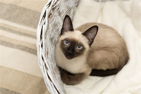 Siamese cat hypoallergenic cats for sale. These Are the Best Hypoallergenic Cat Breeds for People ...