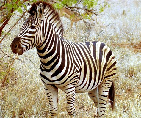 Filebeautiful Zebra In South Africa Wikimedia Commons