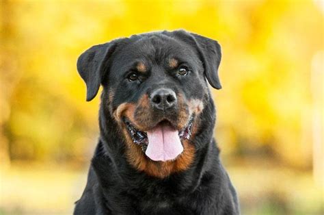 If you are trying to select name on your dog's personality, you want to make few days to get to know your pet first. Rottweiler beauty