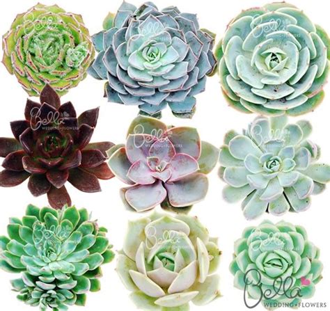 It blossoms in winters with a bunch of flowers that grow on each stem. Freshly cut succulent flowers have attractively colored ...