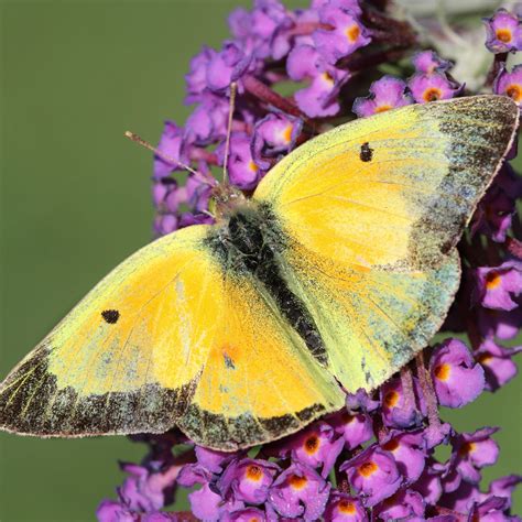 Clouded Sulphur Butterfly Colias Philodice