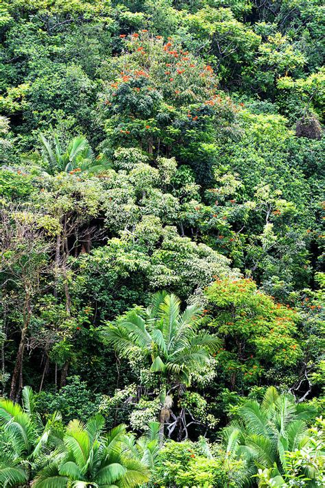 Jungle Foliage Photograph By Joe Belanger Pixels