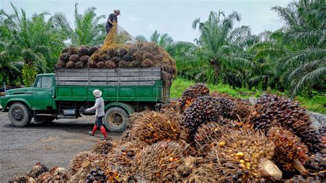 Palm Oil How Its Made Foodunfolded