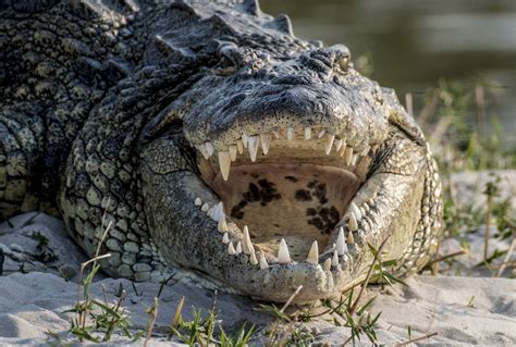 scarface the enormous monster croc is ill with very swollen abscess