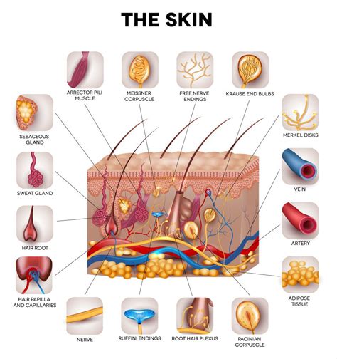 Medical Dermatology Skin Anatomy Skin Science Dermatology