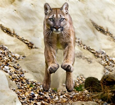 Best Images About Cougar Puma Mountain Lions On Pinterest Panthers Mountain Lion And The Paw