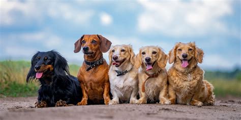 Are All Dogs The Same Species The Story Behind All Dog Breeds