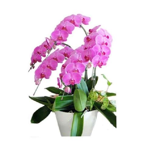 Promo Rangkaian Bunga Anggrek Karangan Bunga Anggrek Vas Table Flower