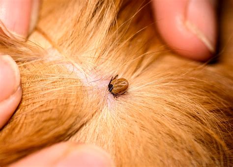 Do Ticks Burrow Under Dog Skin
