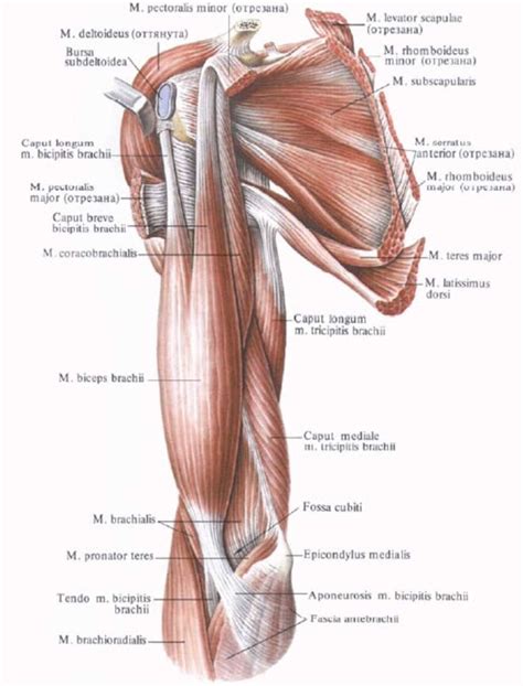 The clavicle (collarbone), the scapula (shoulder blade), and the humerus (upper arm bone) as well as associated muscles, ligaments and tendons. Diagram Shoulder Muscles | Shoulder anatomy, Arm anatomy ...