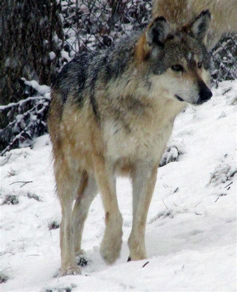 Mexican Gray Wolf Lobo At Endangered Wolf Center Photo Credit Theirs