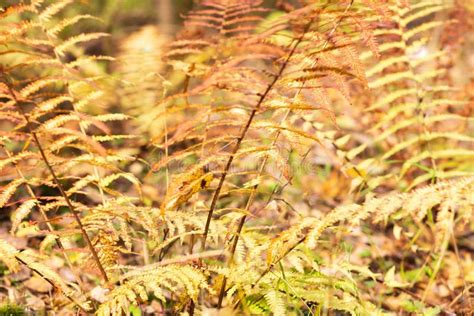 Yellow Fern Leaves In The Forest In Late Autumn Stock Image Image Of