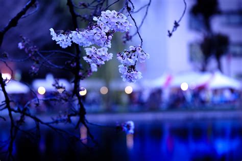 Fotos Gratis Rama Ligero Planta Azul Japón Flor De Cerezo