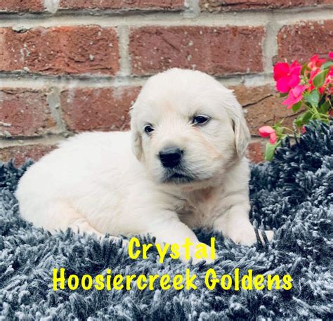 My golden retriever puppies is a small network of responsible ohio breeders who are committed to Golden Retriever Puppies Indiana Cheap - Animal Friends