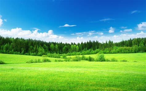 Nature Field Grass Woods Trees Green Forest Sky Clouds Landscapes Wallpapers Hd