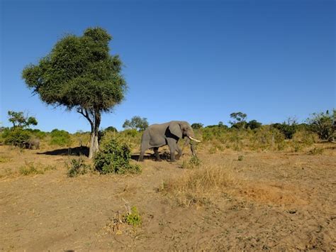 Premium Photo Elephant In Chobe National Park Botswana Africa