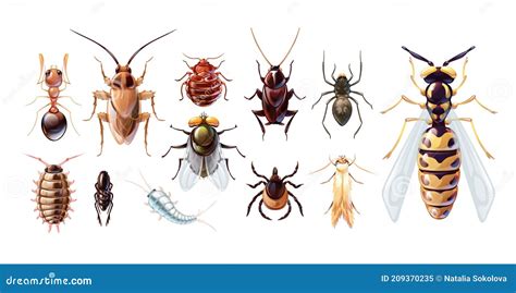 Descubre Los Insectos Más Comunes En Tu área Y Cómo Identificarlos