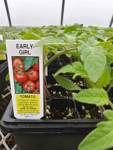 Tomato Early Girl Rudolph Galley And Sons Greenhouses