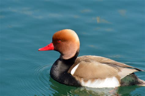 51 Most Colorful Ducks In The World Color Meanings