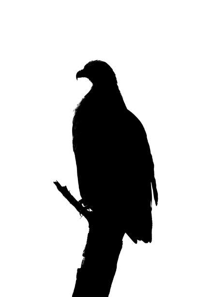 Best Silhouette Of The Eagle Perched Stock Photos Pictures And Royalty
