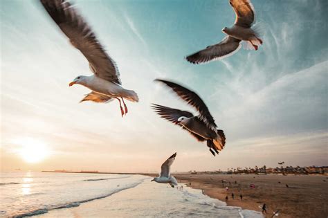 Seagulls Flying At Beach Against Sky During Sunset Cavf15452 Cavan