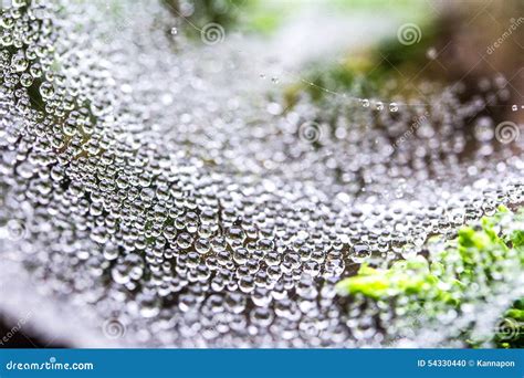 Cobweb In Dew Drops Early In The Morning Stock Photo Image Of