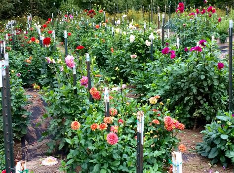 Design The Perfect Front Yard Dahlia Garden