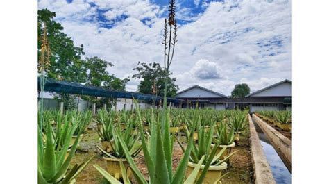 15 Tempat Wisata Di Pontianak Yang Memukau Ada Taman Aloe Vera