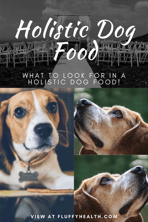 The best kitten food (2021 reviews). Best Holistic Dog Food, #1 Brand To Choose! | FluffyHealth ...