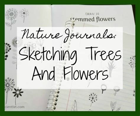 Nature Journals Sketching Trees And Flowers The Homeschool Scientist