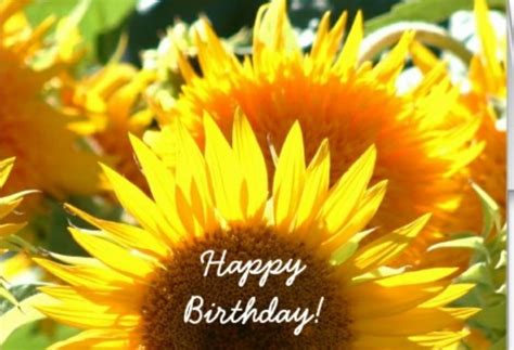 Happy Birthday Happy Birthday Sunflower Sunflower Images Happy