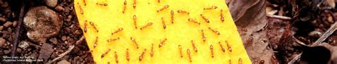 Island Arks Australia Yellow Crazy Ant Management On Christmas Island