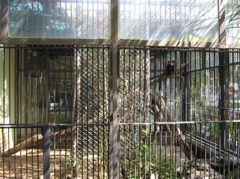 Cage For Red Panda Zoochat