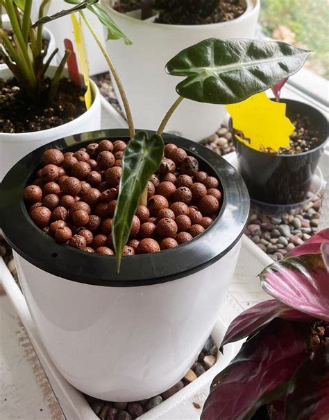 Growing In Leca Balls Pros And Cons The Contented Plant