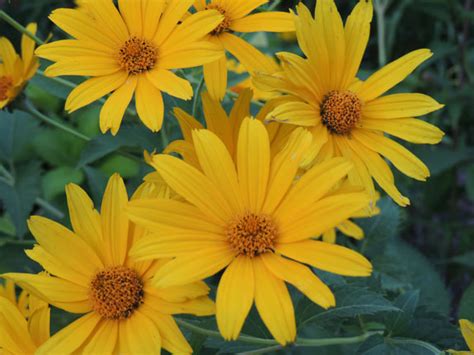 A truly complete list of flower names and their meanings. Yellow Flowers - Lorraine Ball