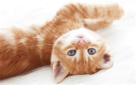 The Cutest Blue Eyed Ginger Kitten Rcats