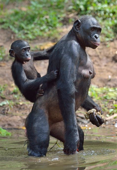 Hier geht es genauso zu wie auf dem broadway zur. Bonobo Affen : A chimp's hug shows it's time to accept ...