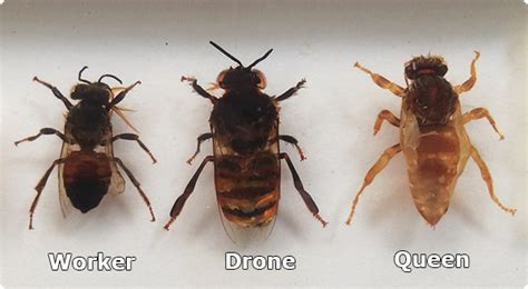 Information On The Roles Of Queen Bees Drones And Worker Bees Mdbka