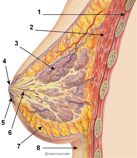 Description Breast Anatomy Normal Schemepng