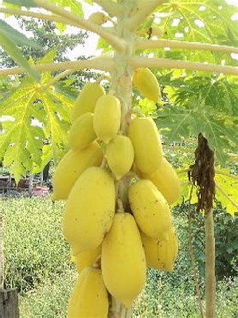 Polynesian Produce Stand Golden Thai Dwarf Papaya Short Tree Yummy