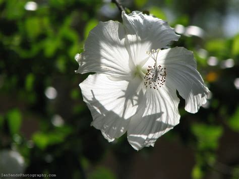 White Hibiscus Flower Photography Iansphotosnet