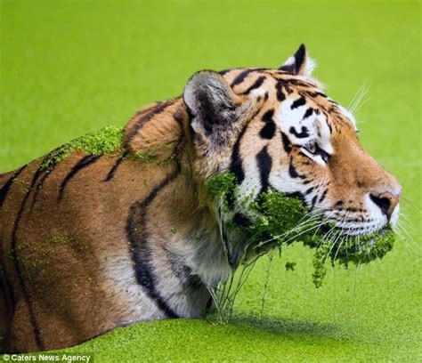 Cute Moment Tiger Strains To Keep His Head Above Water As
