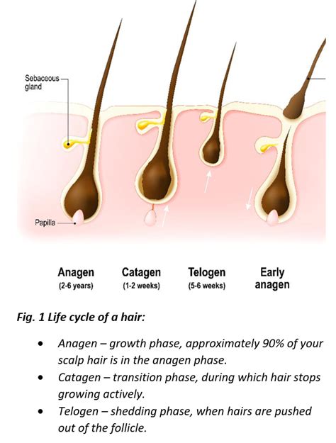 Understanding The Connection Between Hormones And Hair Loss