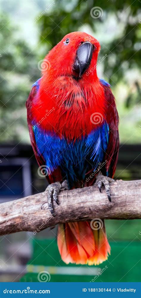 Portrait Red Blue Parrot Female Eclectus Parrot Eclectus Roratus Stock