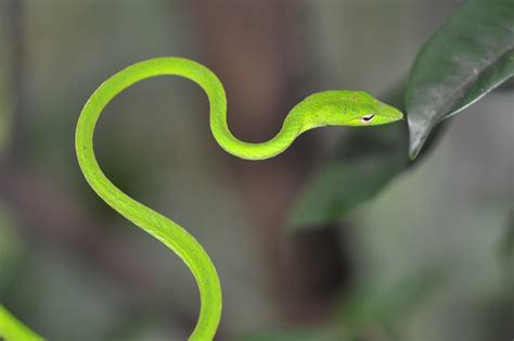 Green Snakes Branches Snake