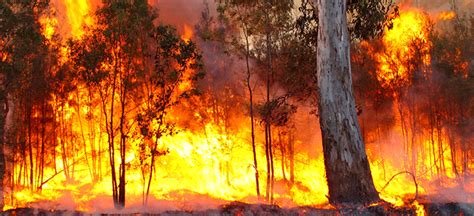 The australian of the year award has been part of celebrations surrounding australia day on 26 january since 1960. Australian Bushfire Prevention